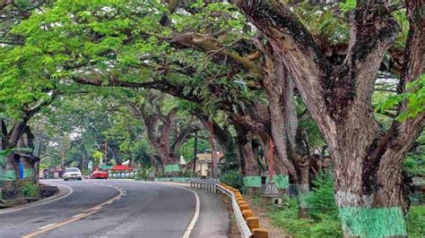 acacia tree philippines|11 thousand strong: Century.